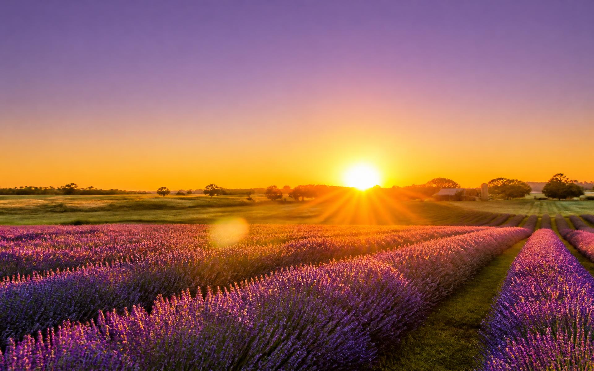 Sunrise over a lavender field in Maryland